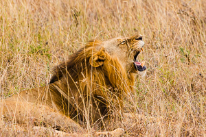 Lion in Nairobi National Park