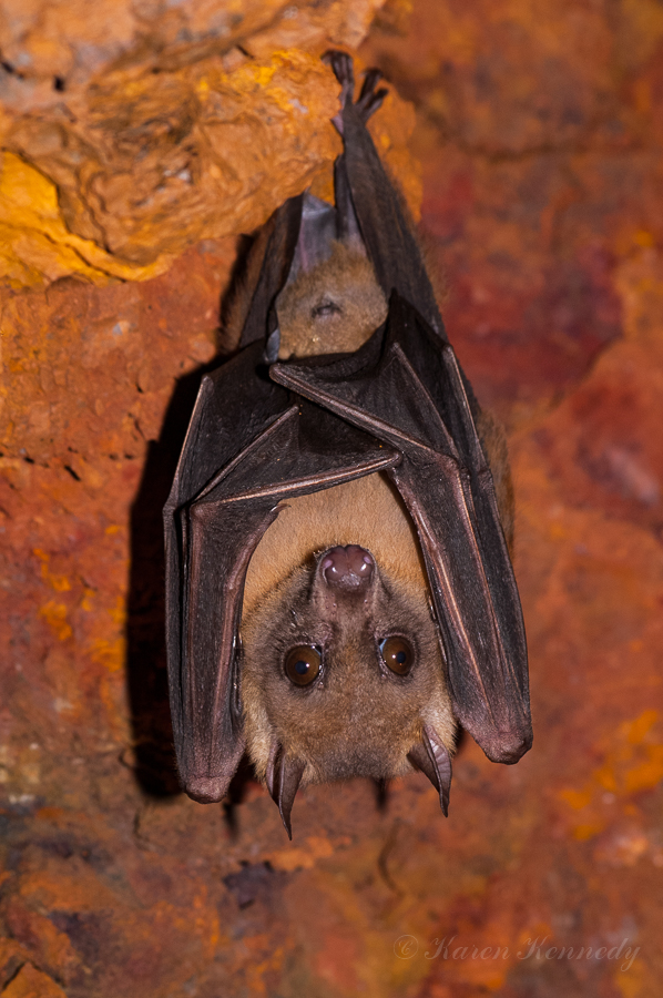 Straw Coloured Fruit Bat
